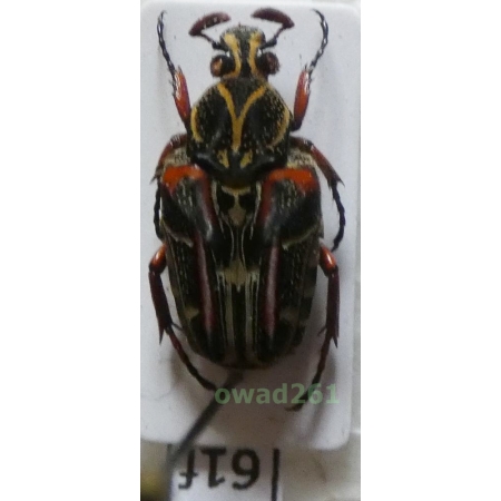 Taeniodera jucunda Mohnike, 1873 Philippines61f